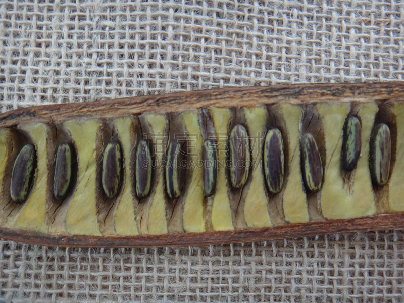 Delonix regia - Split seed pod and mature seeds