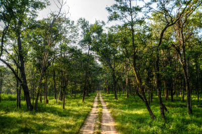 Forest trail