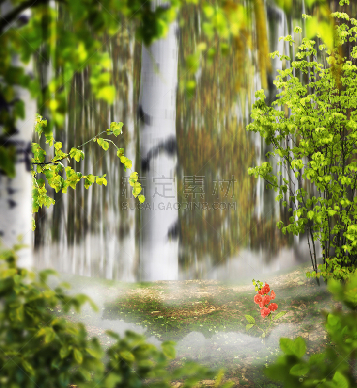白桦,小树林,垂直画幅,正面视角,枝繁叶茂,无人,户外,草,明亮,植物
