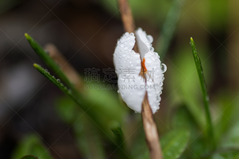 番红花属,水,仅一朵花,水滴,格里尔泉,自然,水平画幅,无人,野生植物,泉