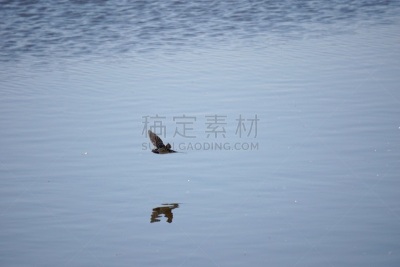 家燕,张开翅膀,水,水平画幅,谷仓,鸟类,动物身体部位,野外动物,户外,湖