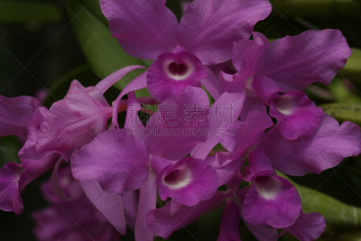 兰花,guaria morada,水平画幅,无人,夏天,特写,洋兰,哥斯达黎加,拉丁美洲