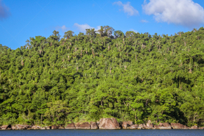 森林,枝繁叶茂,原生林,海滩,热带气候,风景,植物学,灌木,森林开伐,旅游目的地