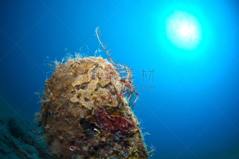 耳廓,自然,式样,野生动物,水平画幅,水肺潜水,小的,无人,蓝色,欧洲