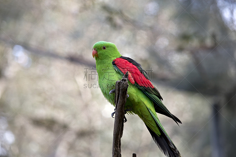 红色,鹦鹉,翅膀,褐色眼睛,水平画幅,绿色,无人,鸟类,澳大利亚,摄影