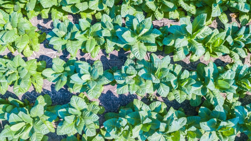 Tobacco farm Tobacco field