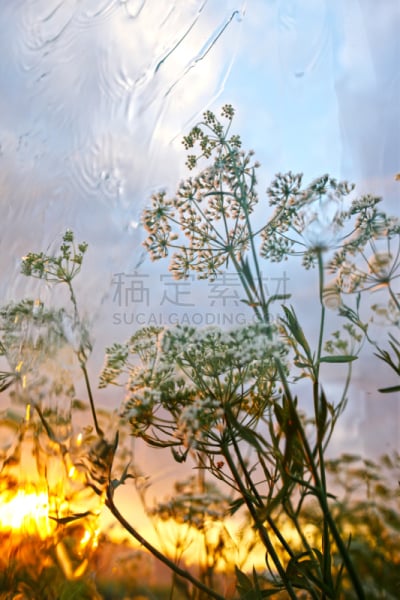 茴芹,田地,雨,垂直画幅,美,无人,布尔杜尔,夏天,草,土耳其白酒