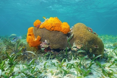 水下,montastrea cavernosa,生活方式,海绵,在下面,水,水平画幅,无人,野外动物,海底