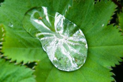 叶子,露水,巨大的,斗蓬草,水,美,水平画幅,形状,早晨,科学