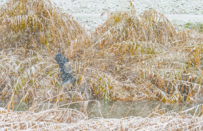 雪,灰色苍鹭,冬天,河流,风,水平画幅,无人,运河,鸟类,透视图