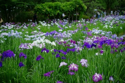 鸢尾,水平画幅,绿色,蓝色,夏天,白菖蒲,白色,植物,紫色,2015年