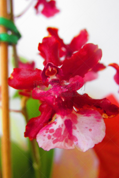 兰花,自然,垂直画幅,epiphyte orchidaceae,菲达湖,玻璃杯,附生植物,户外,雨林,植物