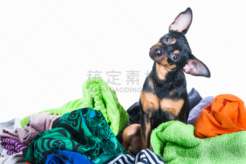 toy terrier,凌乱,狗,衣服,小狗,白色背景,粪,狗展,恶作剧,女佣