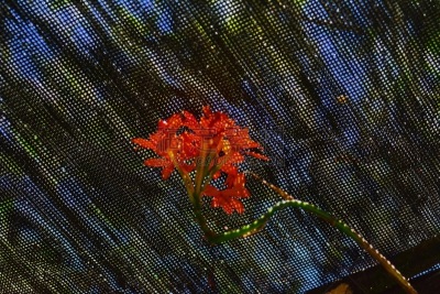 Beautiful orchid Epidendrum fulgens