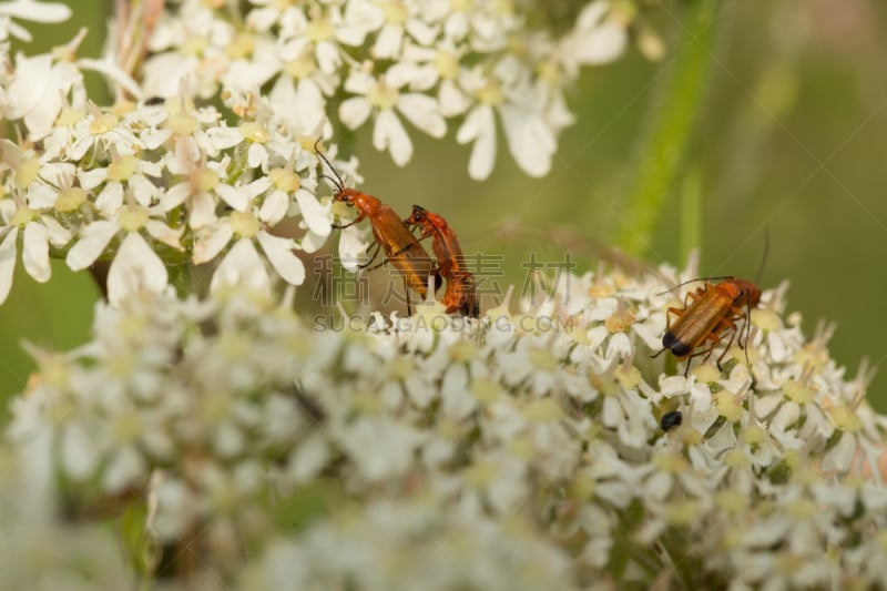 峨参,甲虫,小团体,click beetle,水平画幅,无人,2015年,农业,野生植物,科茨沃尔德