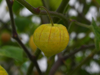 酸浆属,粘果酸浆,宫灯百合,日本灯笼,醋栗,豆荚,中国灯笼,小心轻放,植物茎,草药