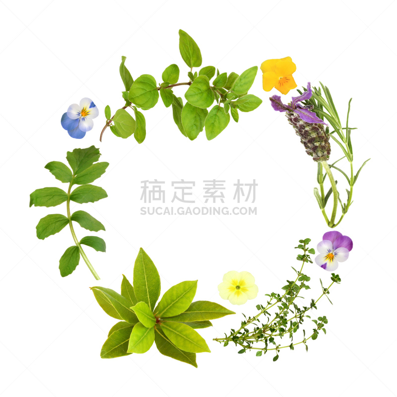 叶子,草本,花环,白色背景,分离着色,芳香的,无人,牛至,花卉花环,柠檬百里香