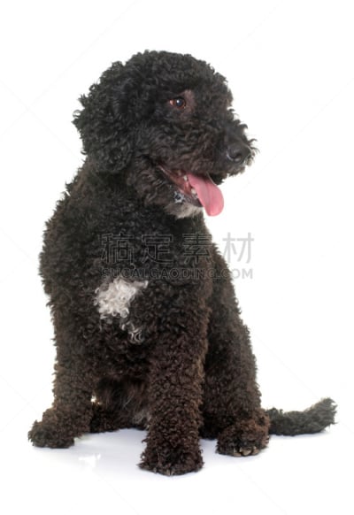 水,西班牙,狗,葡萄牙水犬,垂直画幅,纯种犬,白色背景,背景分离,小狗,黑色
