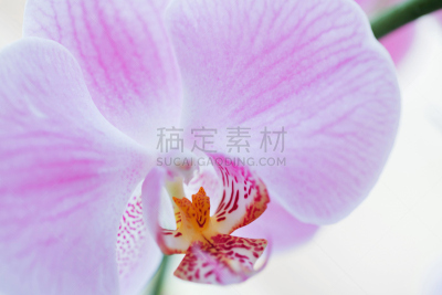兰花,特写,春药,蝴蝶兰,室内植物,仅一朵花,异国情调,留白,水平画幅,无人