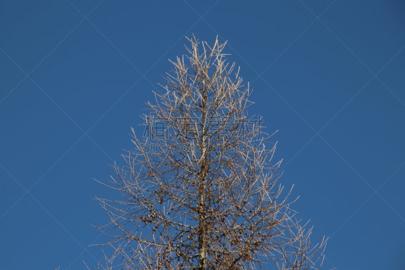 天空,秃树,落叶松,冬天,蓝色,纯洁,季节,灵性,气候,高视角