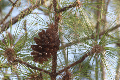 松树,松果,褐色,水平画幅,无人,针叶树,佛罗里达,植物,coulter pine,种子