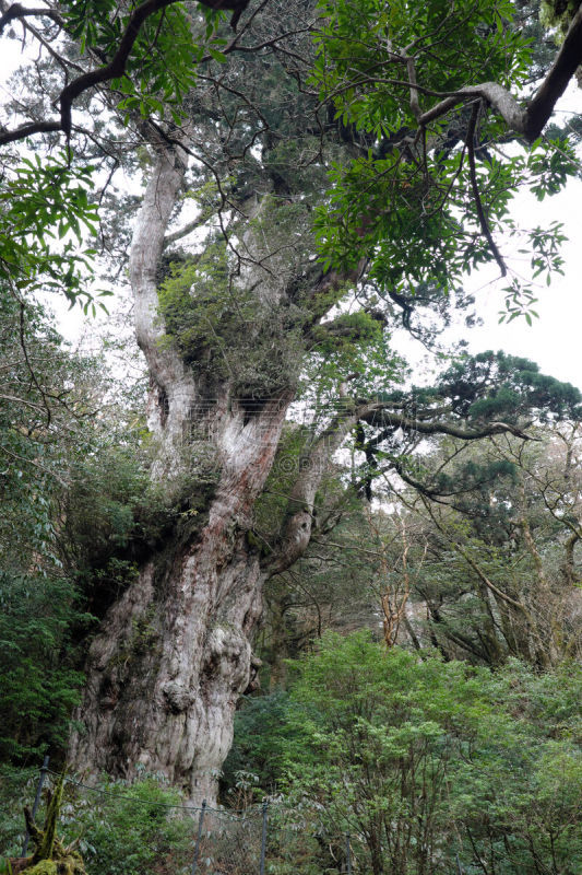 屋久岛,古老的,地带雪松,鹿儿岛县,雪松,垂直画幅,美,公园,无人,巨大的