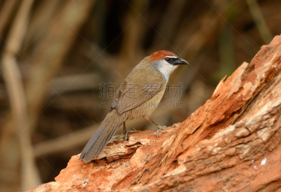 chestnut-capped babbler,热带鸟,水平画幅,无人,鸟类,动物身体部位,野外动物,户外,泰国,雨林