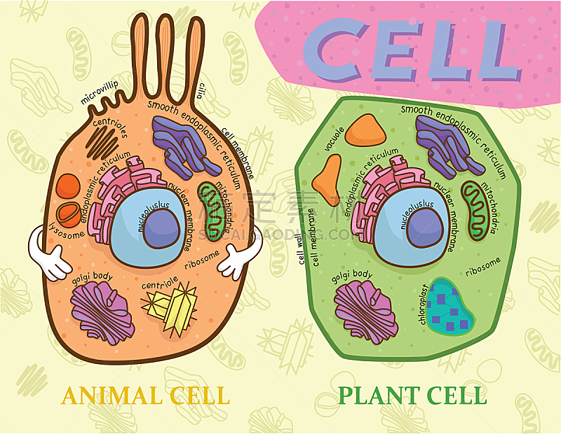 生物学 图表 植物细胞 动物细胞 细胞核 水平画幅 绿色 绘画插图 人 科学图片素材下载 稿定素材