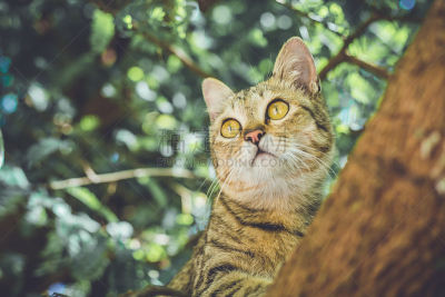 猫,翻线游戏,三趾鸥,美,水平画幅,可爱的,白色背景,动物身体部位,背景分离,泰国
