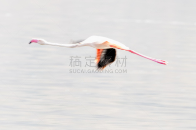 运动模糊,火烈鸟,柏哥利亚湖,自然,野生动物,水平画幅,散焦,鸟类,非洲,野外动物