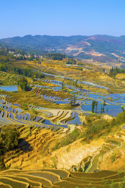 元阳,梯田,云南省,中国,露台别墅,哈尼族,雕塑家,锥形帽,建筑露台,昆明
