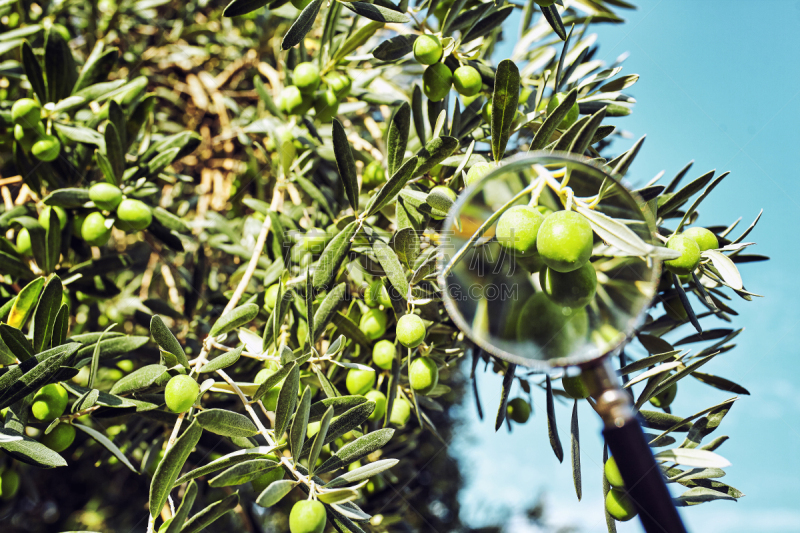 Green olives grow on a tree, in the autumn.