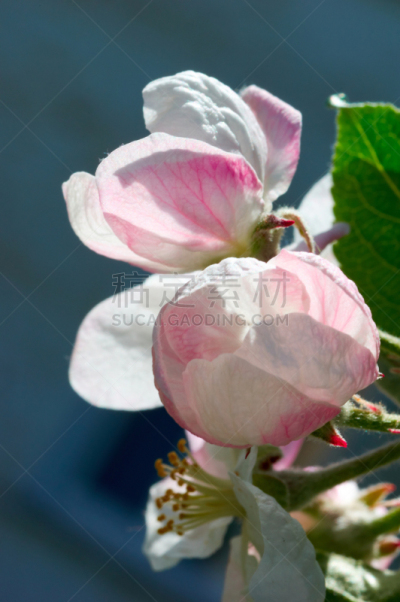 苹果花,樱桃红色,年轮,苹果核,苹果树,樱桃树,开花时间间隔,豌豆,垂直画幅,芳香的