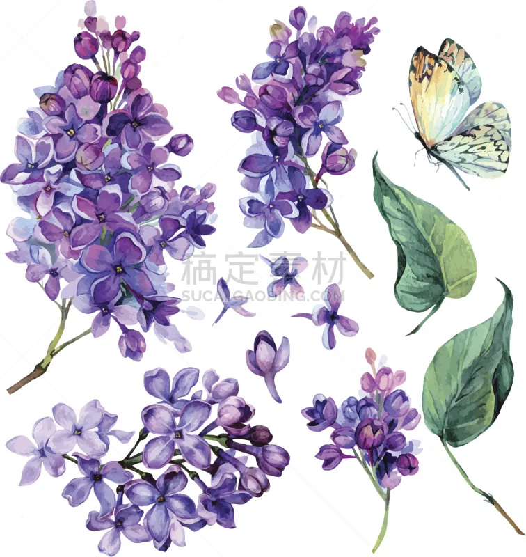 丁香花 水彩画 垂直画幅 绘画插图 艺术 古典式 夏天 俄罗斯 花蕾 植物图片素材下载 稿定素材 丁香花 水彩画 垂直画幅 绘画插图 艺术 古典式 夏天 俄罗斯 花蕾 植物图片素材下载 稿定素材