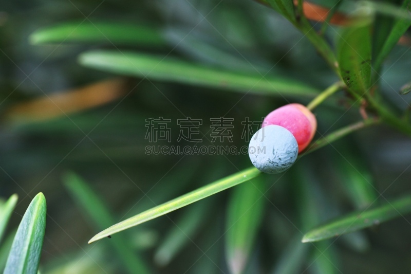 水果,罗汉松,灰色,水平画幅,秋天,无人,日本,茅崎,红色,植物