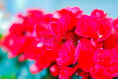 仅一朵花,背景,运动模糊,红色,背景虚化,绿色,玫瑰,菜园,浪漫,环境保护