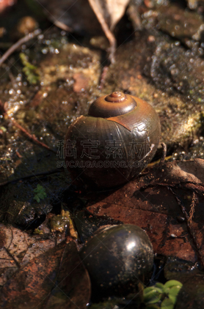 苹果螺,贝壳,垂直画幅,螺旋沼泽避难所,野生动物,美国,无人,纳布勒斯,法式食品,沼泽