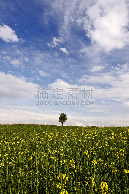 天空,蓝色,芸苔,田地,一棵树,在下面,自然,垂直画幅,绿色,地形