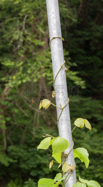 野葛,葛根,垂直画幅,枝繁叶茂,夏天,户外,常春藤,植物,悬挂的,植物学