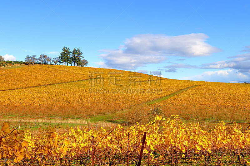 4 Seasons - Oregon Vineyard in Autumn
