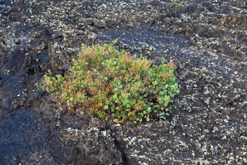 植物,火山,石头,timanfaya national park,兰萨罗特岛,水平画幅,沙子,无人,火山地形,大西洋群岛