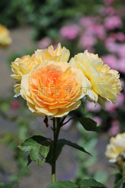Yellow roses in Rose garden in Hyde Park London, Großbritannien