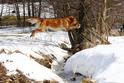 金毛寻回犬,假人撞击测试,水平画幅,雪,户外,冬天,森林,小溪,狗,飞