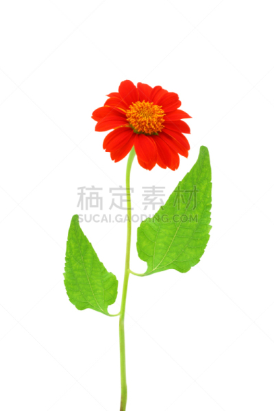 仅一朵花,红色,白色,木髓,垂直画幅,芳香的,无人,优美,夏天,植物