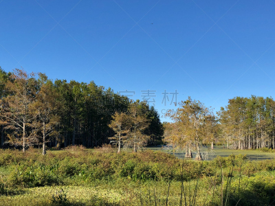 flock of swamp birds
