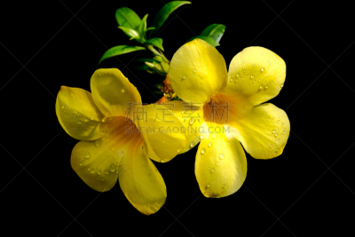 雨滴,黄色,软枝黄蝉,芳香的,水平画幅,无人,特写,农作物,植物,雨