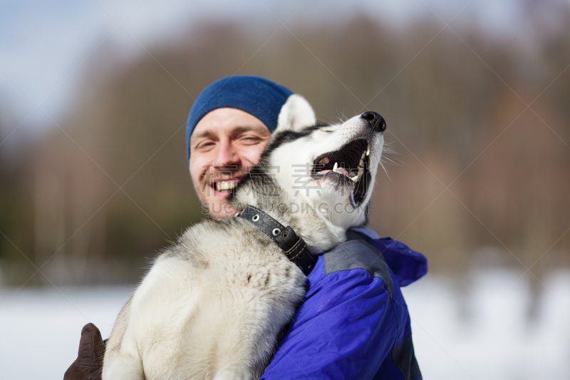 幸福,男人,可爱的,纯种犬,手套,饲养员,狗,哺乳纲,自然美,西伯利亚哈士奇犬