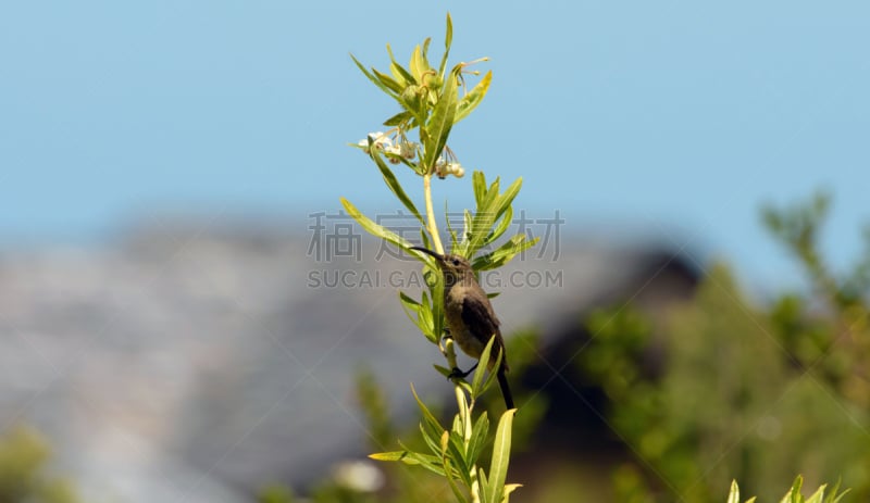 南非,斗篷,马利筋;,白色,蕉林莺,海角食蜜鸟,留白,水平画幅,仙女瀑布,无人