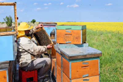 田地,蜜蜂,芸苔,春天,beekeeper,天空,半身像,边框,水平画幅,云
