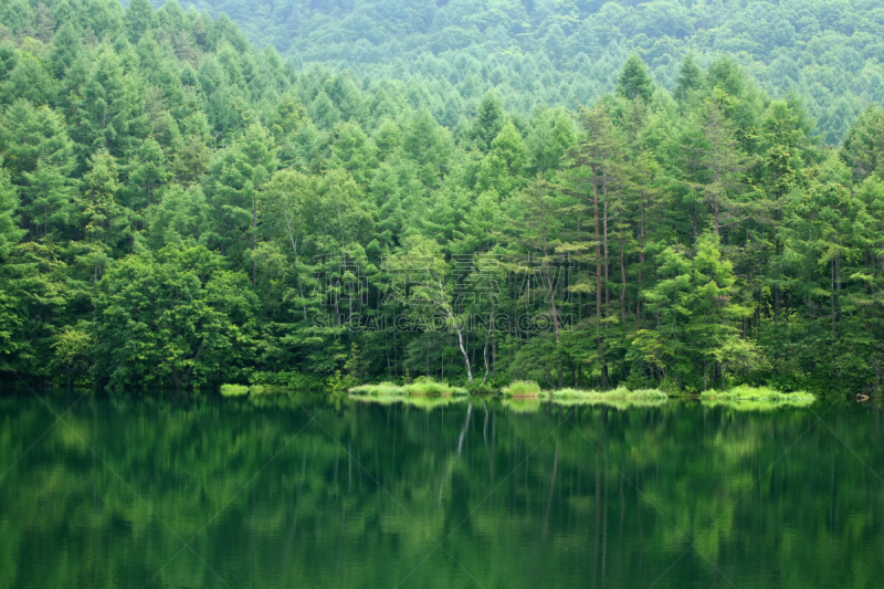 湖,森林,自然,水,水平画幅,绿色,地形,长野县,无人,日本